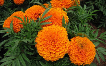 Orange carnation blume samen for anpflanzung - hardy variety, heirloom & gmo free samen for home garten
 
 sale for anpflanzung in home garten.