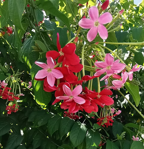 Quispualis Indica Blumensamen zur Aussaat – Schnitt Blume beliebt – Traditionssorte & ohne Gentechnik Samen Hausgarten