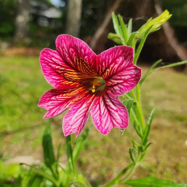 Gemischt Salpiglossis Blumensamen zur Aussaat Bestäuber freundlich Traditionssorte & ohne Gentechnik Samen Hausgarten