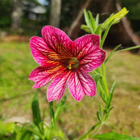 Gemischt Salpiglossis Blumensamen zur Aussaat Bestäuber freundlich Traditionssorte & ohne Gentechnik Samen Hausgarten