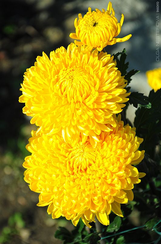 Mums Blumensamen zur Aussaat ideal Rabatten Traditionssorte & ohne Gentechnik Samen Hausgarten