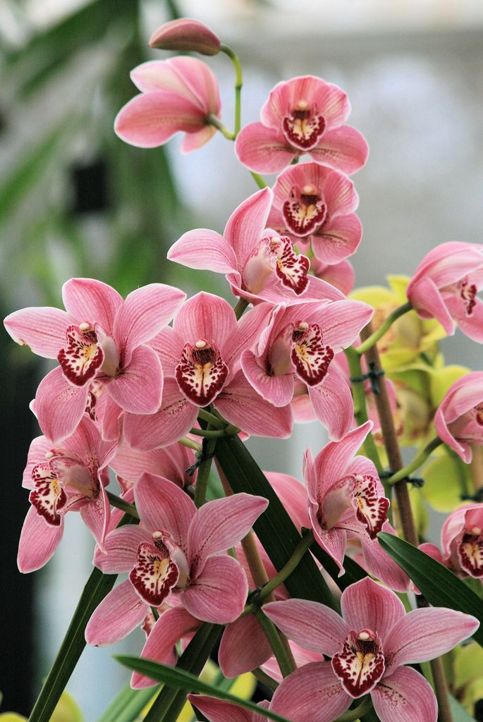 Cymbidium Blumensamen zur Aussaat – Schnitt Blume beliebt – Traditionssorte & ohne Gentechnik Samen Hausgarten