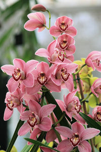 Cymbidium Blumensamen zur Aussaat – Schnitt Blume beliebt – Traditionssorte & ohne Gentechnik Samen Hausgarten