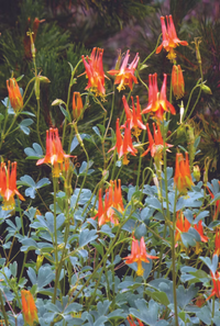 Columbine Viridiflora Blumensamen zur Aussaat Drought verträglich Traditionssorte & ohne Gentechnik Samen Hausgarten