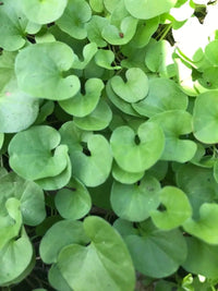 Dichondra Repen Blumensamen zur Aussaat pflegeleicht Traditionssorte & ohne Gentechnik Samen Hausgarten