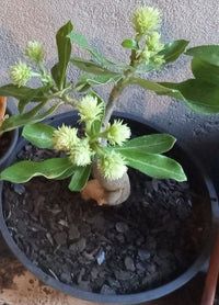hell Grün Wüstenrose Obesum Samen Blumensamen zur Aussaat lang Blüte Saison Traditionssorte & ohne Gentechnik Samen Hausgarten