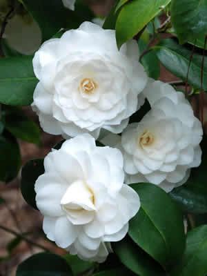 Weiß Kamelie Flores Blumensamen zur Aussaat Schnitt Blume beliebt Traditionssorte & ohne Gentechnik Samen Hausgarten