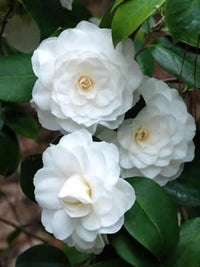 Weiß Kamelie Flores Blumensamen zur Aussaat Schnitt Blume beliebt Traditionssorte & ohne Gentechnik Samen Hausgarten