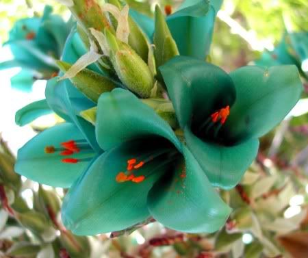 Sea Blau Puya Alpestris Samen zur Aussaat exotisch Garten Schauanlagen – Samen einzigartig und Striking Floral Arrangements