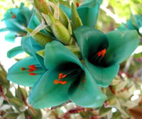 Sea Blau Puya Alpestris Samen zur Aussaat exotisch Garten Schauanlagen – Samen einzigartig und Striking Floral Arrangements