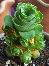 Aamish Succulent Blumensamen zur Aussaat Anzucht Traditionssorte & ohne Gentechnik Samen Hausgarten