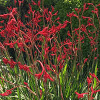 Anigozanthos Blumensamen zur Aussaat pflegeleicht Traditionssorte & ohne Gentechnik Samen Hausgarten