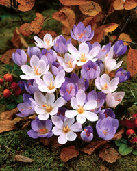 Herbst Crocus Blumensamen zur Aussaat leuchtend Blüten Traditionssorte & ohne Gentechnik Samen Hausgarten