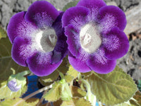 Sinningia Blumensamen zur Aussaat kompakt Wuchs Traditionssorte & ohne Gentechnik Samen Hausgarten