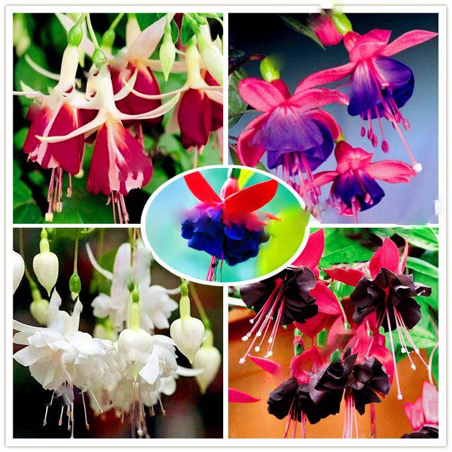 MultiColored Fuchsie Blumensamen zur Aussaat lang Blüte Saison Traditionssorte & ohne Gentechnik Samen Hausgarten