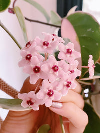 Hoya Carnosa Blumensamen zur Aussaat – kompakt Wuchs – Traditionssorte & ohne Gentechnik Samen Hausgarten