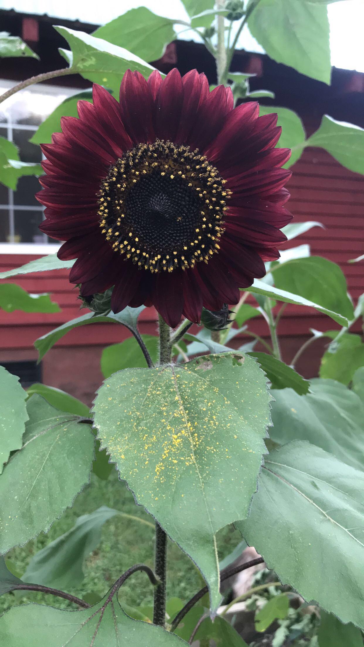 Sonnenblume Blumensamen zur Aussaat – duftend Blüten – Traditionssorte & ohne Gentechnik Samen Hausgarten