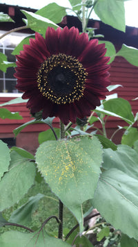 Sonnenblume Blumensamen zur Aussaat – duftend Blüten – Traditionssorte & ohne Gentechnik Samen Hausgarten