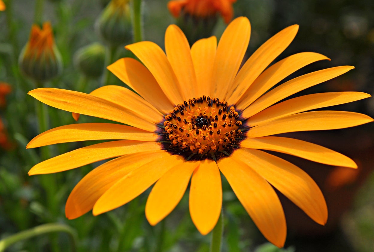 Cape Studentenblume Blumensamen zur Aussaat – Anzucht – Traditionssorte & ohne Gentechnik Samen Hausgarten