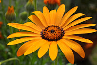 Cape Studentenblume Blumensamen zur Aussaat – Anzucht – Traditionssorte & ohne Gentechnik Samen Hausgarten