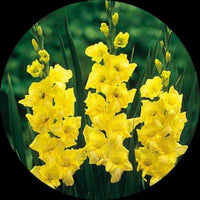 Gelb weiß gladiolus anpflanzung samen