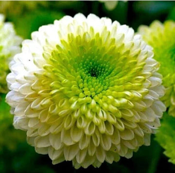 Grün weiß chrysanthemum blume samen for anpflanzung - bright blooms, heirloom & gmo free samen for home garten
 
 sale samen for home garten