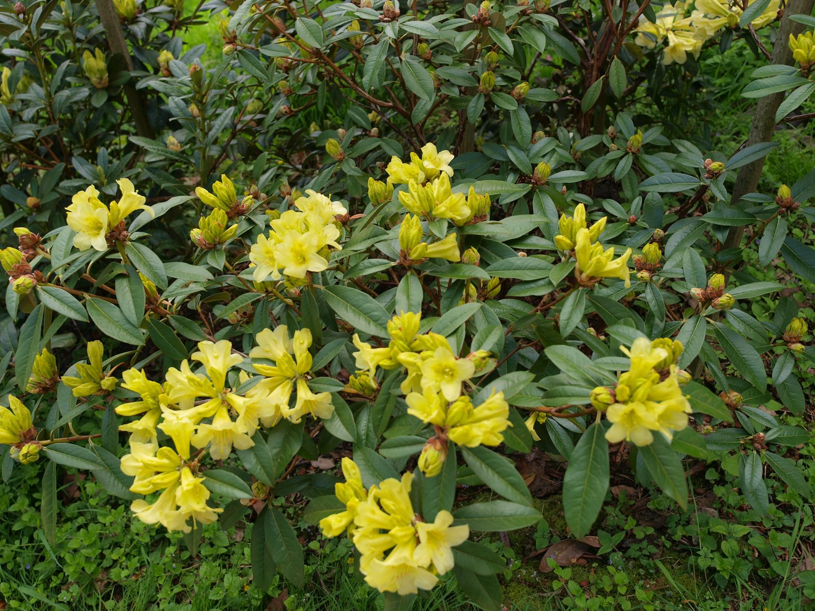 Rhododendron Gelb Blumensamen – ideal zur Aussaat Garten