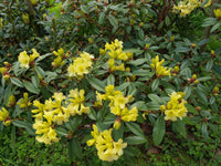Rhododendron Gelb Blumensamen – ideal zur Aussaat Garten