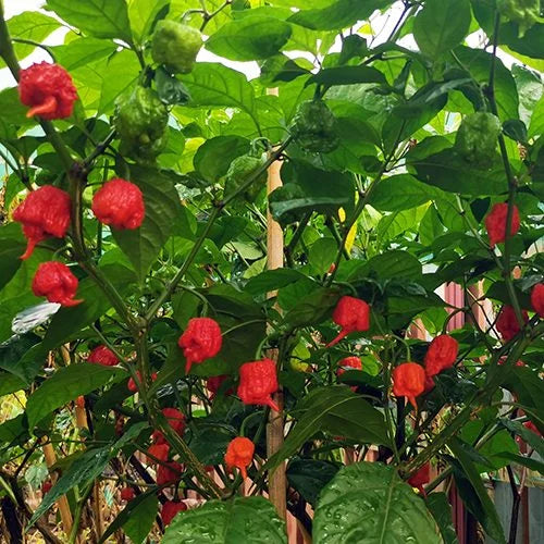 Hurt-Berry-Pfeffersamen zum Anpflanzen