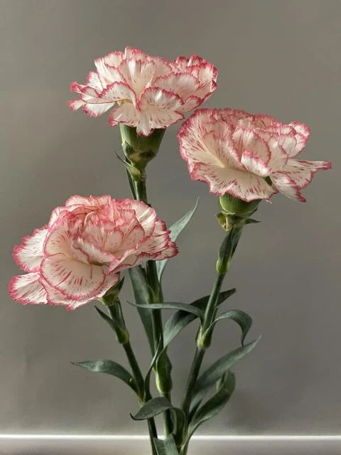 zart Rosa Nelke Blumensamen Halbschatten verträglich Traditionssorte & ohne Gentechnik Samen Hausgarten