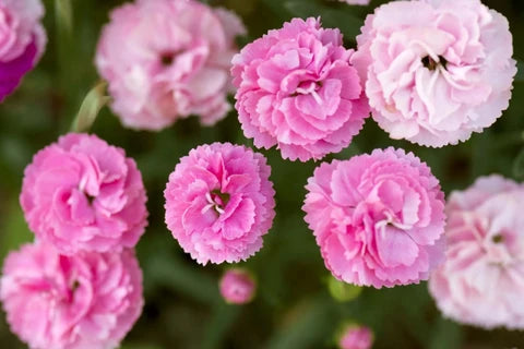 Semi di fiori di garofano rosa Caryophyllus da seminare, resistente alla siccità, varietà tradizionale e senza OGM, semi per giardino domestico