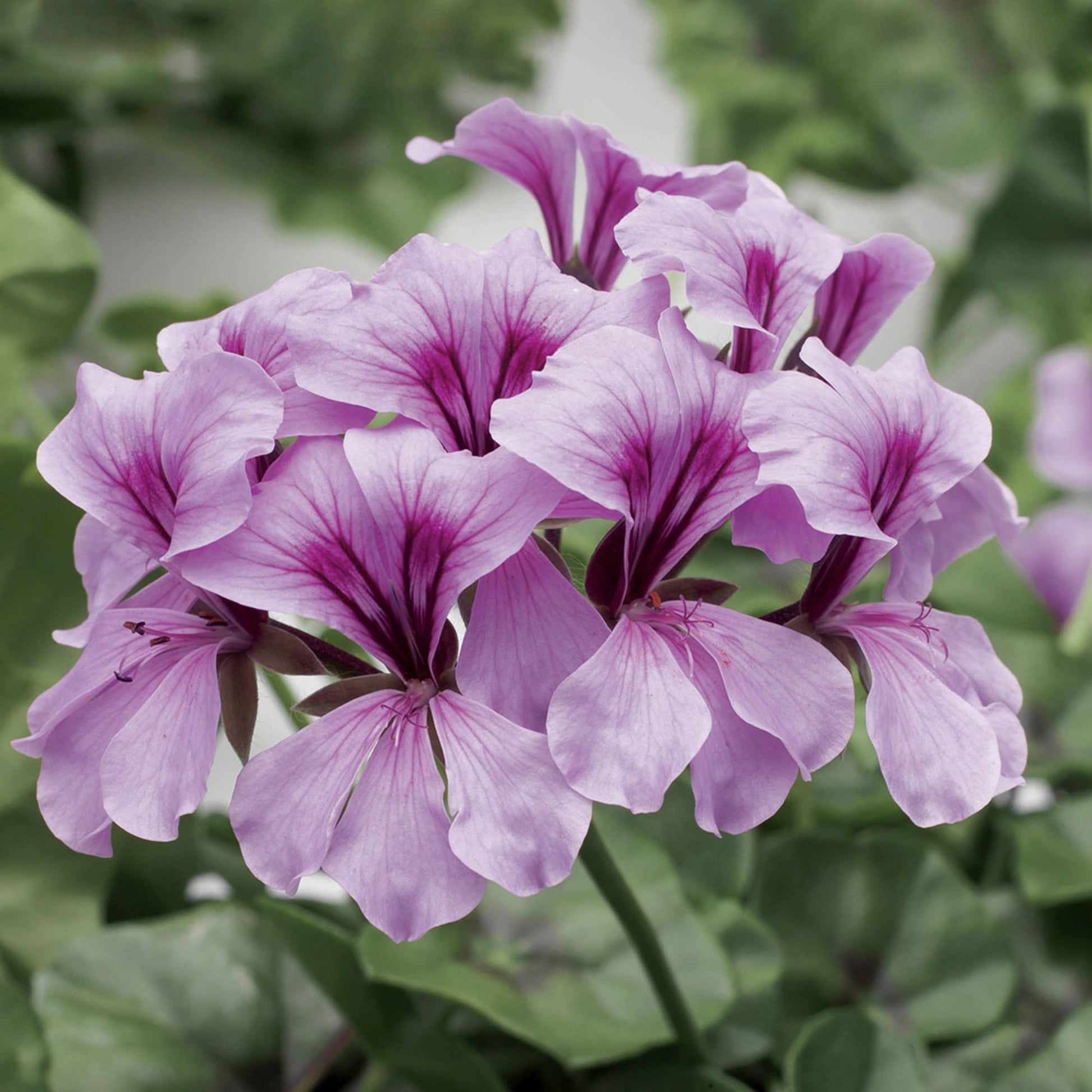Lila Tornado Geranie Blumensamen zur Aussaat – Garten beliebt – Traditionssorte & ohne Gentechnik Samen Hausgarten