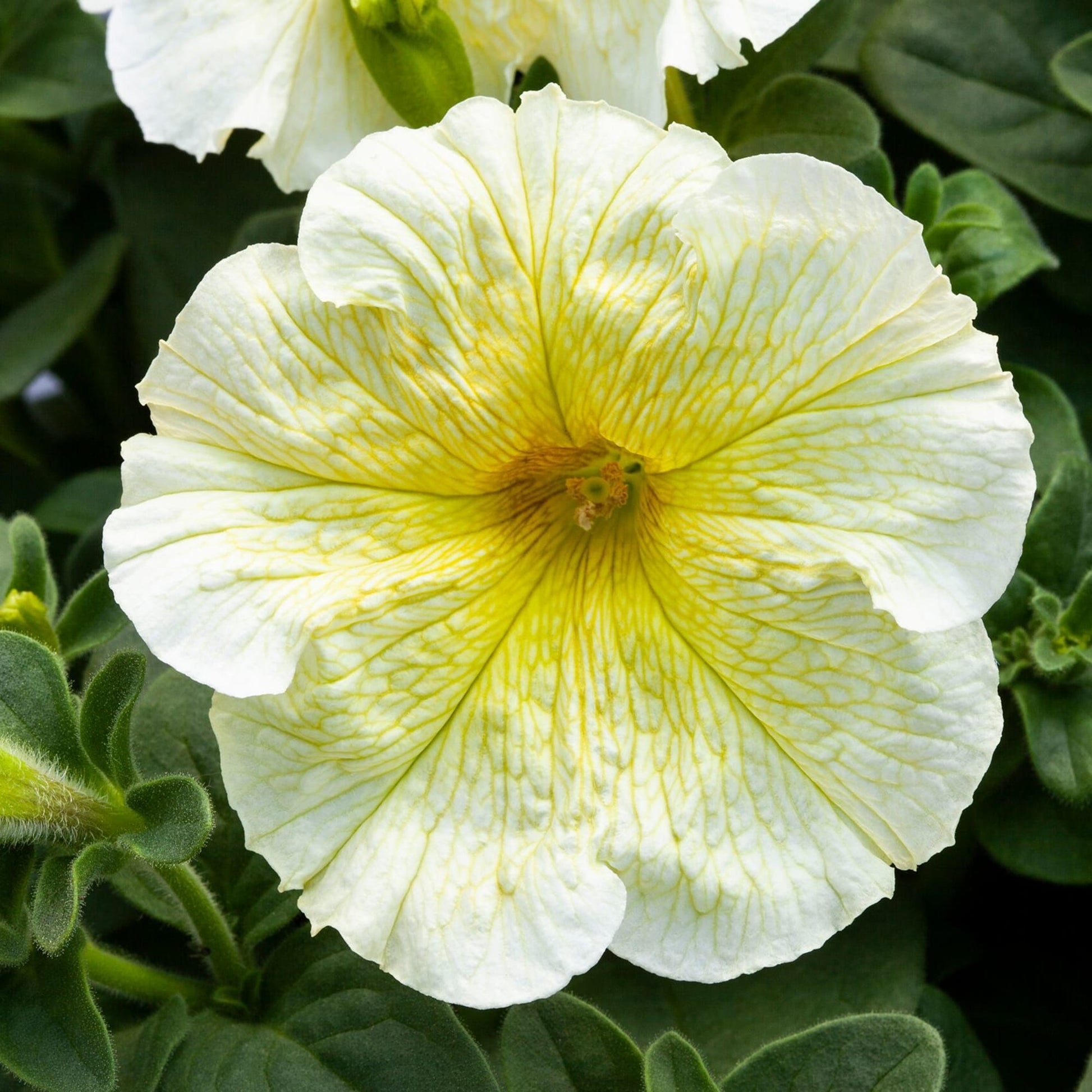 Gelb und Weiß Petunie Blumensamen zur Aussaat – Bestäuber freundlich – Traditionssorte & ohne Gentechnik Samen Hausgarten