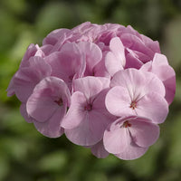 hell Rosa Geranie Flores Blumensamen zur Aussaat Anzucht Traditionssorte & ohne Gentechnik Samen Hausgarten