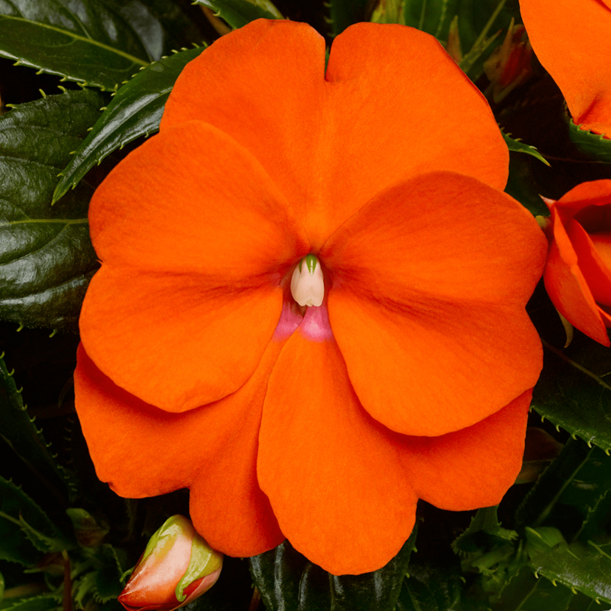 Orange Impatiens Blumensamen zur Aussaat – leuchtend Blüten – Traditionssorte & ohne Gentechnik Samen Hausgarten