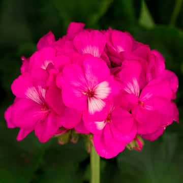 Dark rosa geranium blume samen for anpflanzung