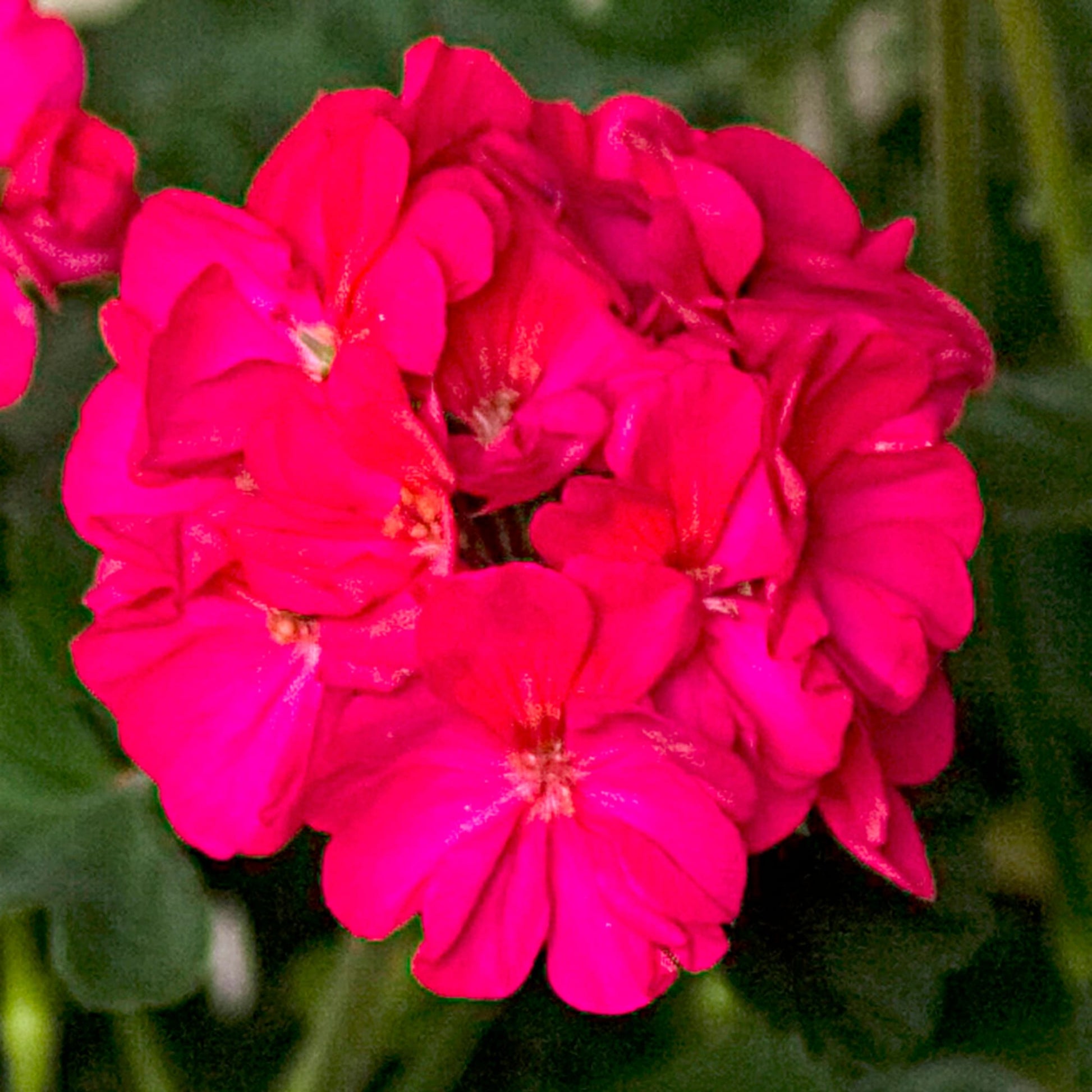 Dark rosa geranium blume samen for anpflanzung