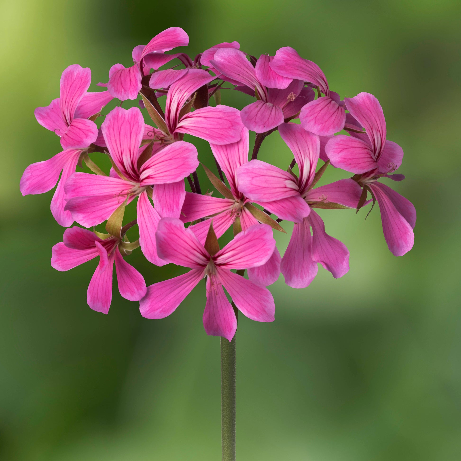 Lila Cascading Blumensamen zur Aussaat leuchtend Blüten Traditionssorte & ohne Gentechnik Samen Hausgarten