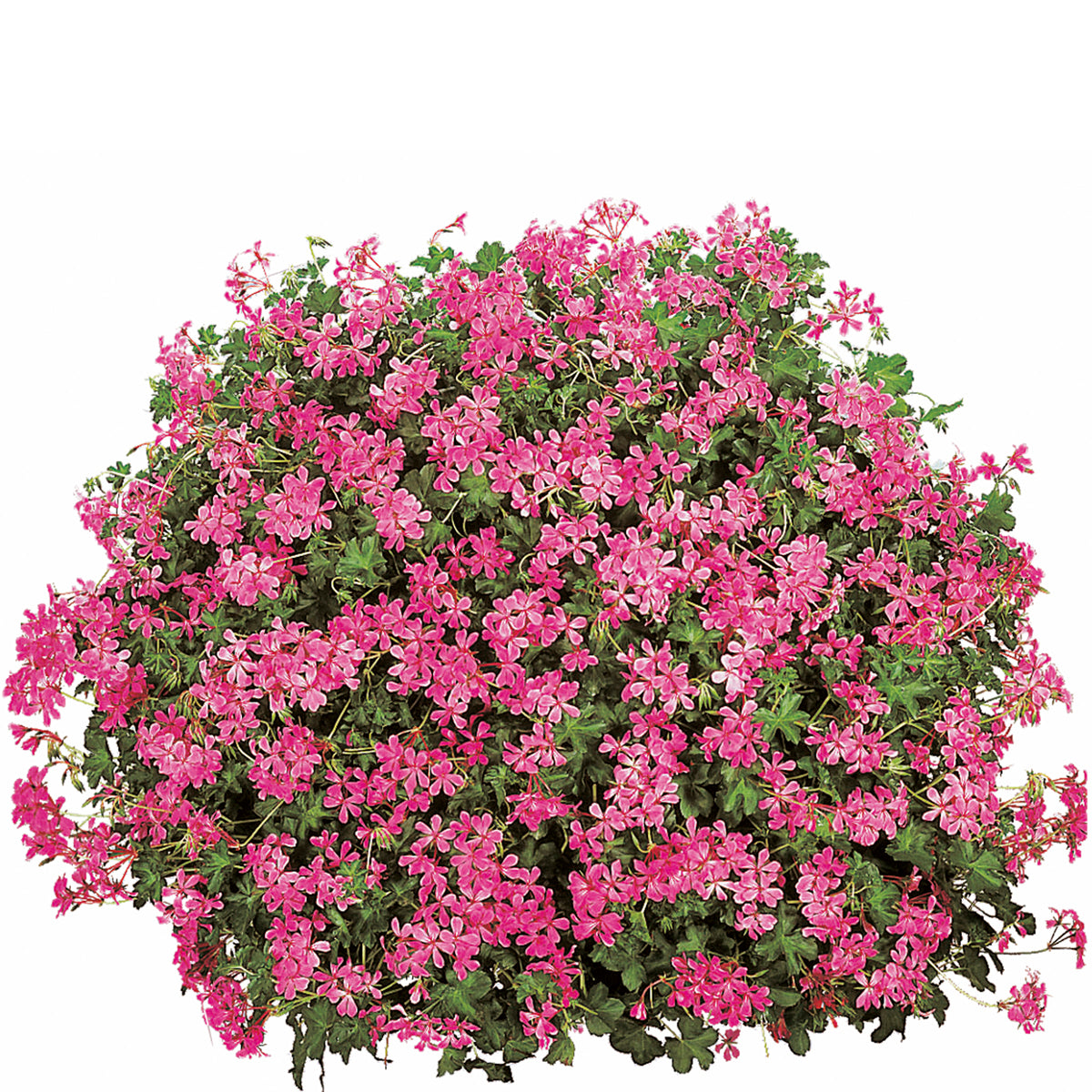 Lila Cascading Blumensamen zur Aussaat leuchtend Blüten Traditionssorte & ohne Gentechnik Samen Hausgarten