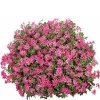 Lila Cascading Blumensamen zur Aussaat leuchtend Blüten Traditionssorte & ohne Gentechnik Samen Hausgarten