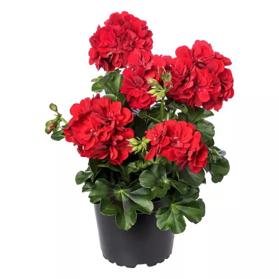 Kastanienrot Rot Pelargonium Peltatum Blumensamen zur Aussaat hochwertige Qualitäts- Traditionssorte & ohne Gentechnik Samen Hausgarten