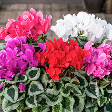 Mixed color cyclamen samen – fragrant heirloom non-gmo blumen for garten anpflanzung
 
 sale samen for home garten
