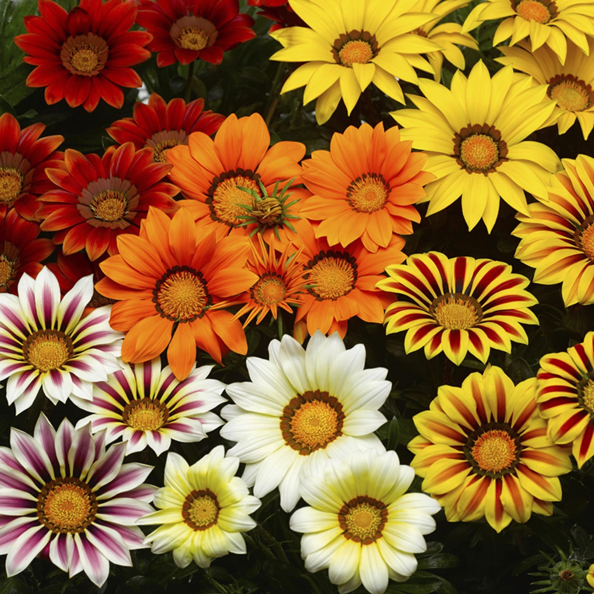 Weiß Lila Mittagsgold Samen zur Aussaat leuchtend einjährige Blume Samen