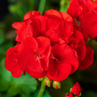 hell Rot Univalve Geranie Blumensamen zur Aussaat Drought verträglich Traditionssorte & ohne Gentechnik Samen Hausgarten