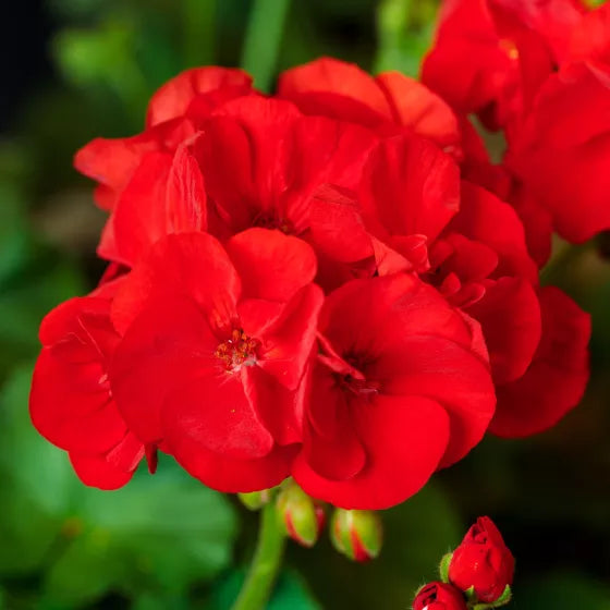hell Rot Univalve Geranie Blumensamen zur Aussaat Drought verträglich Traditionssorte & ohne Gentechnik Samen Hausgarten