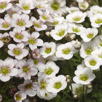 Weiß Blush Saxifraga Blumensamen zur Aussaat – saisonal Dauerblüher – Traditionssorte & ohne Gentechnik Samen Hausgarten