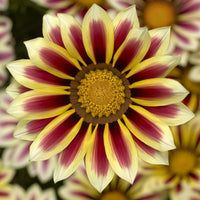 Weiß Lila Mittagsgold Samen zur Aussaat leuchtend einjährige Blume Samen