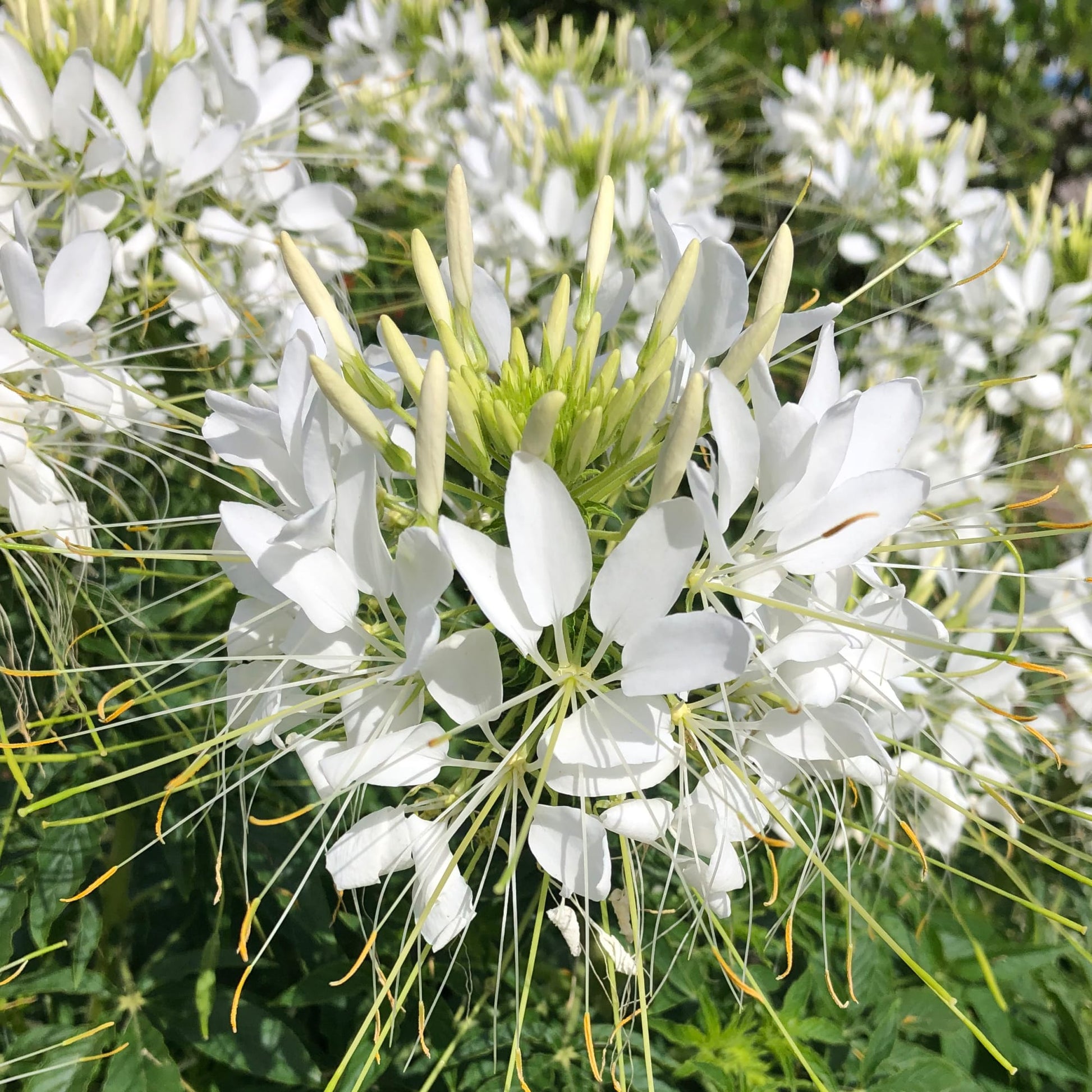 Weiß Cleome Blumensamen zur Aussaat – lang Blüte Saison – Traditionssorte & ohne Gentechnik Samen Hausgarten