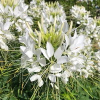 Weiß Cleome Blumensamen zur Aussaat – lang Blüte Saison – Traditionssorte & ohne Gentechnik Samen Hausgarten