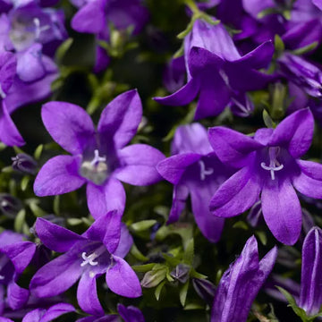 Lila Portenschlagiana Blumensamen zur Aussaat – Bestäuber freundlich – Traditionssorte & ohne Gentechnik Samen Hausgarten